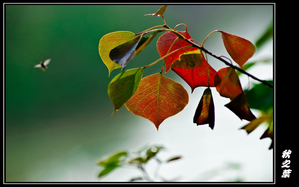 DSC_3700.jpg