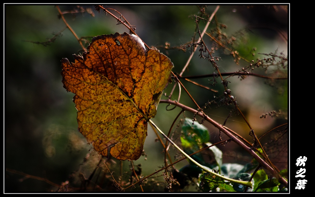 DSC_3720.jpg