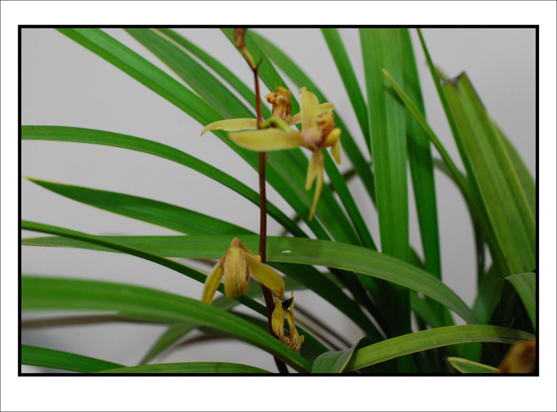 DSC_4720_conew1.jpg