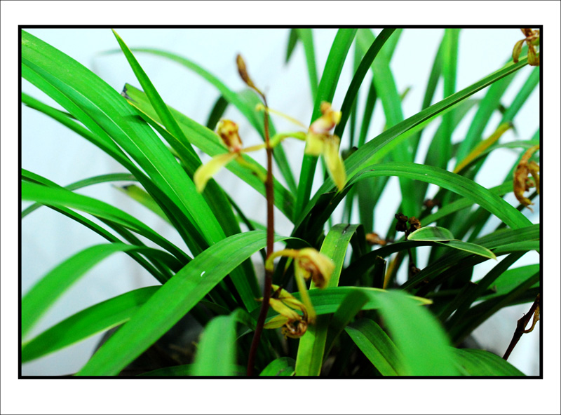 DSC_4738_conew1.jpg