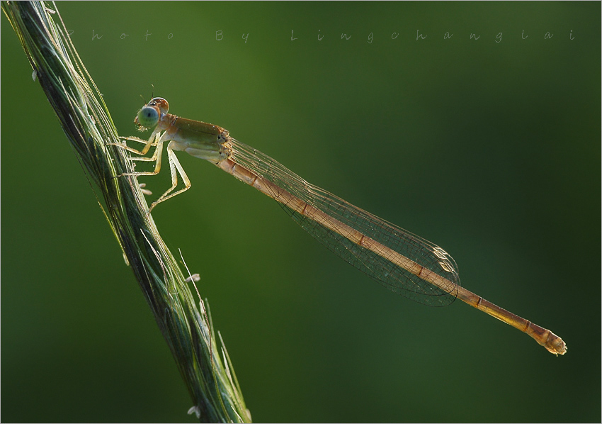 DSC0334Ϊܶ.jpg