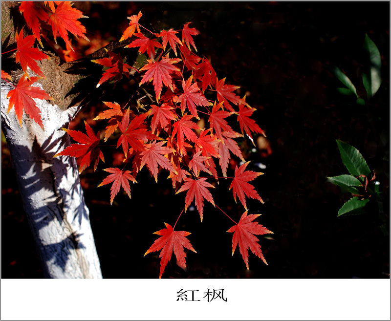 DSC_6356_conew1.jpg