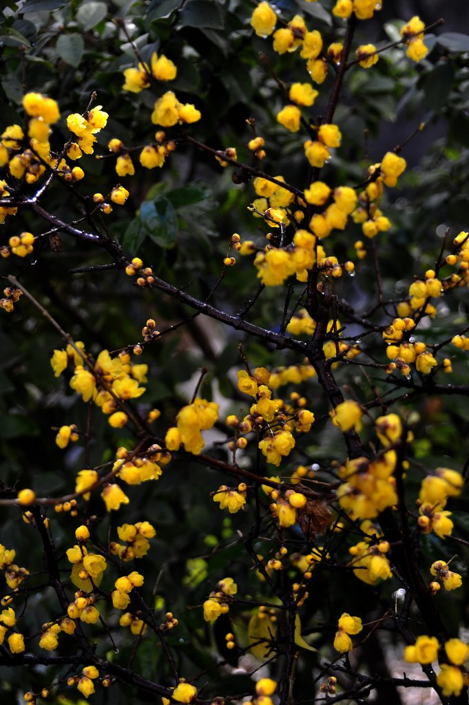 _DSC9586÷֦ӭ´.jpg
