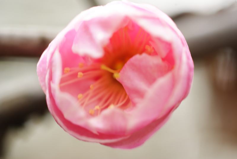 DSC04337.JPG