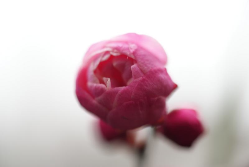 DSC04336.JPG