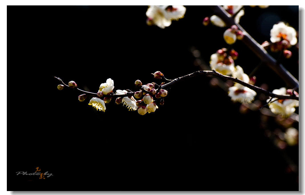 DSC_7695.jpg