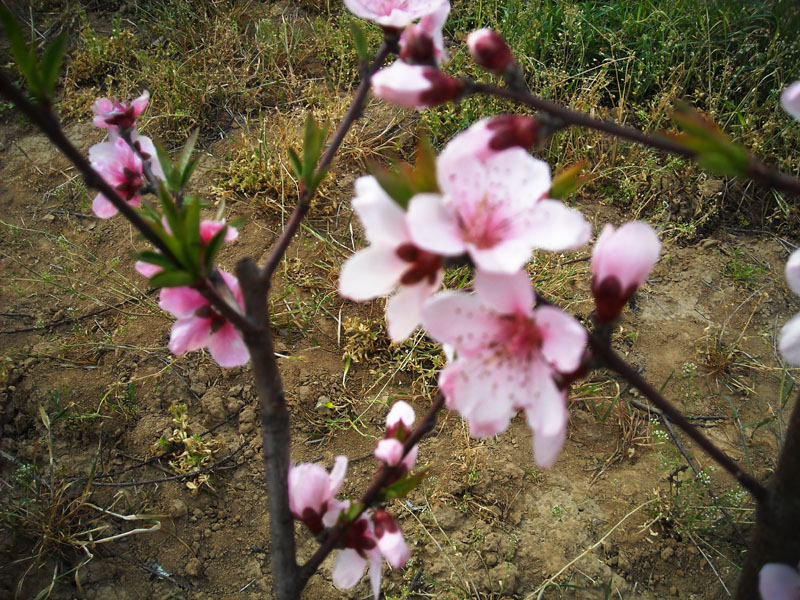 DSCN1988.JPG