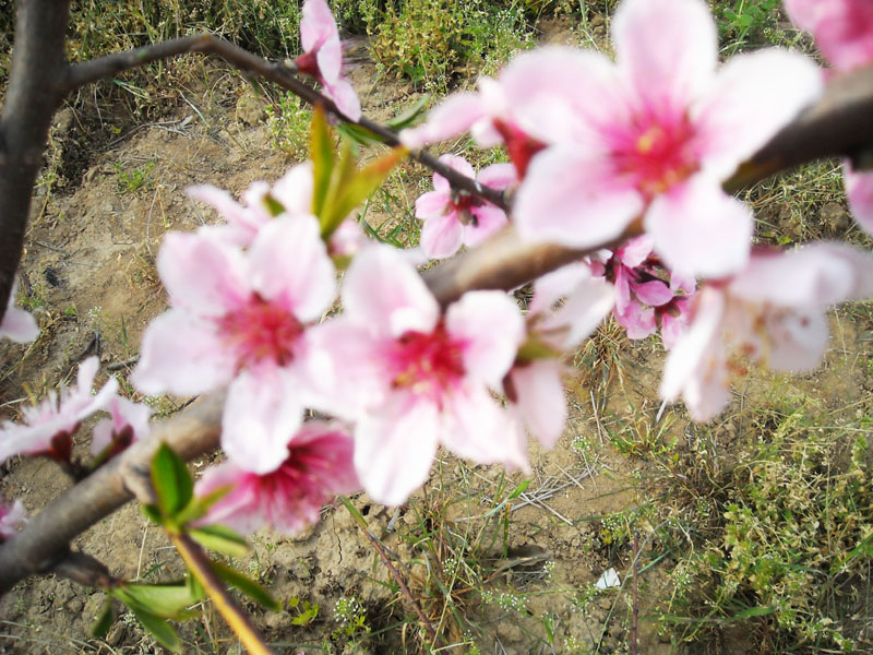 DSCN1990.JPG