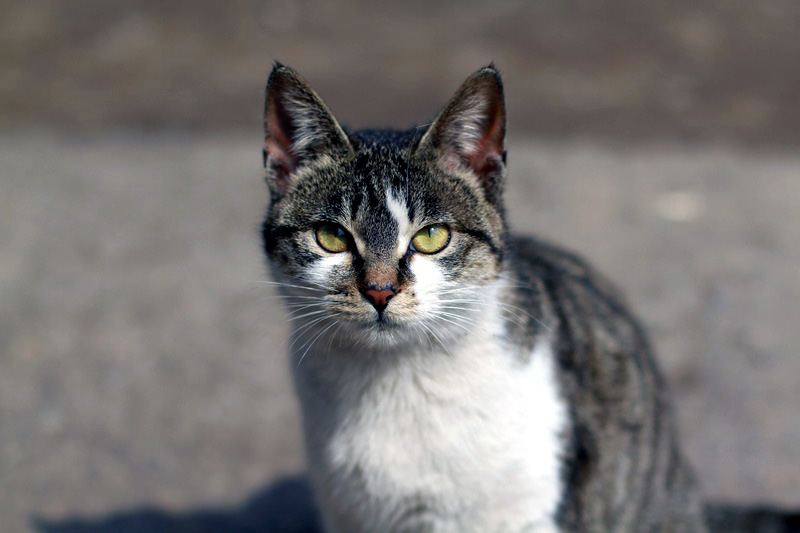 ˵