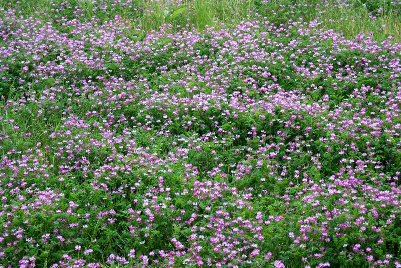 DSC05548 - .JPG