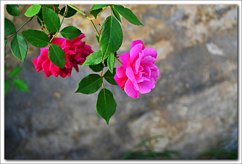 DSC_2621_ѹ_001.JPG