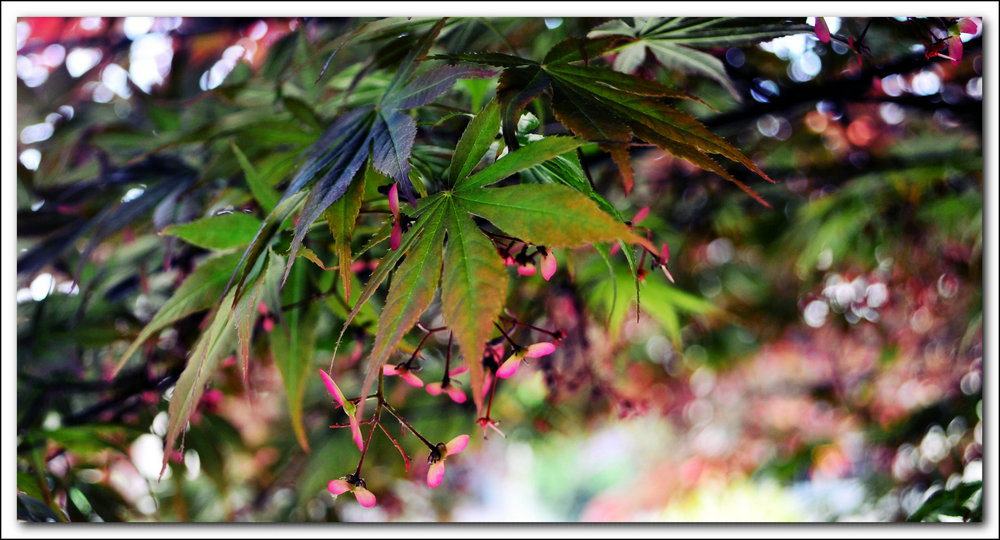 DSC_2736.JPG