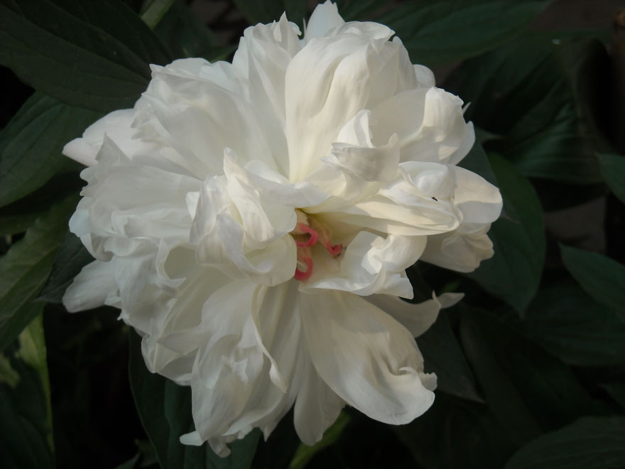 DSCN0178.JPG