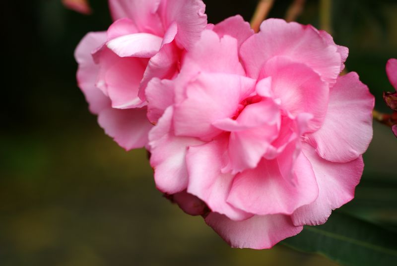DSC06828.JPG