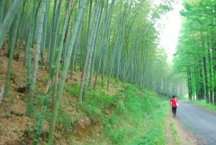 DSC_0961_conew1.JPG