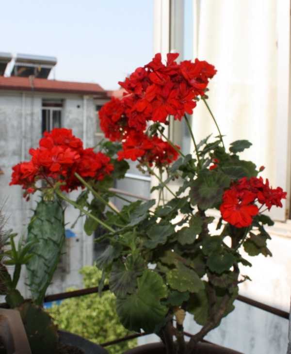 IMG_7466.jpg