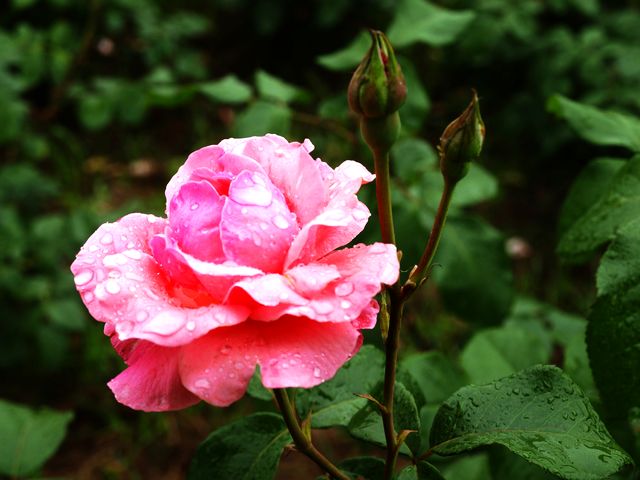 _5145416.jpg