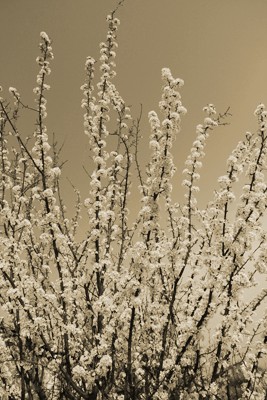 IMG_4248_conew1.jpg