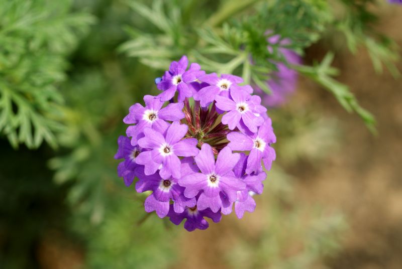 DSC08406.JPG
