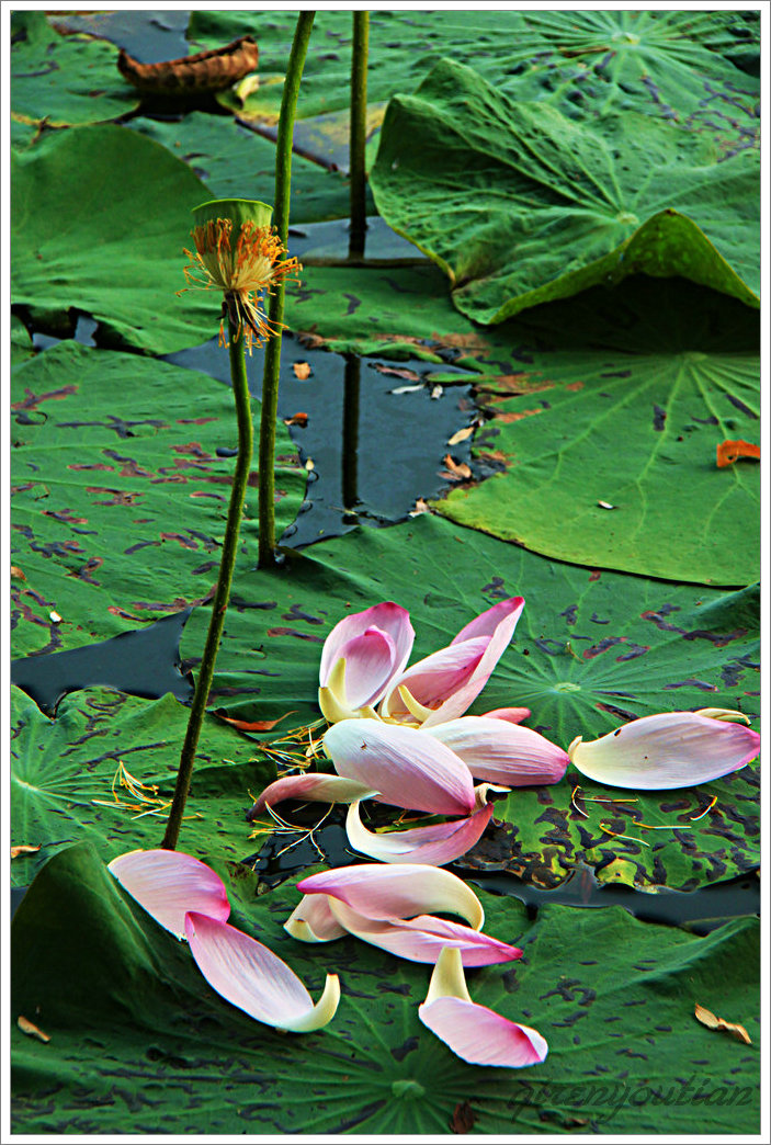 IMG_9308__.JPG