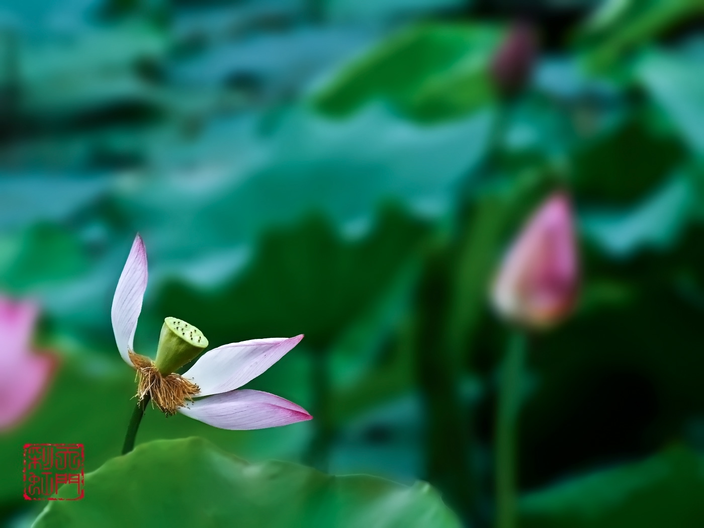 DSCF4766 _С.jpg
