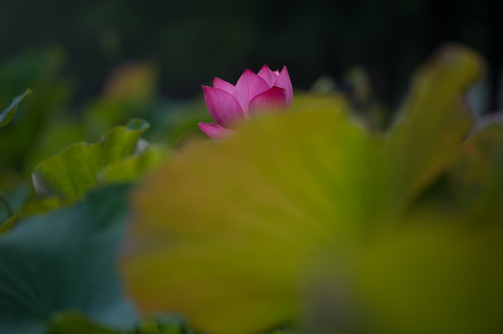 _DSC9152.jpg