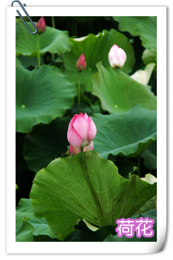 Ƭ 023.jpg