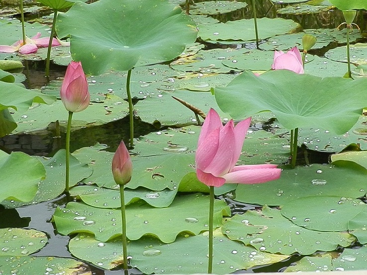 P8090042.JPG